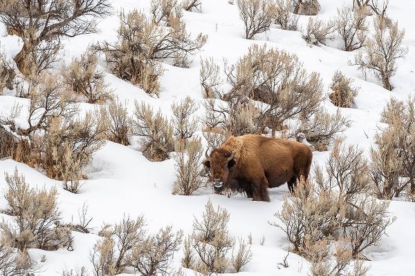 Wyoming-Yellowstone National Park Bison in snow